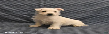 Kevin