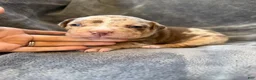 American Bully dogs for sale: Lindy - Ad 6