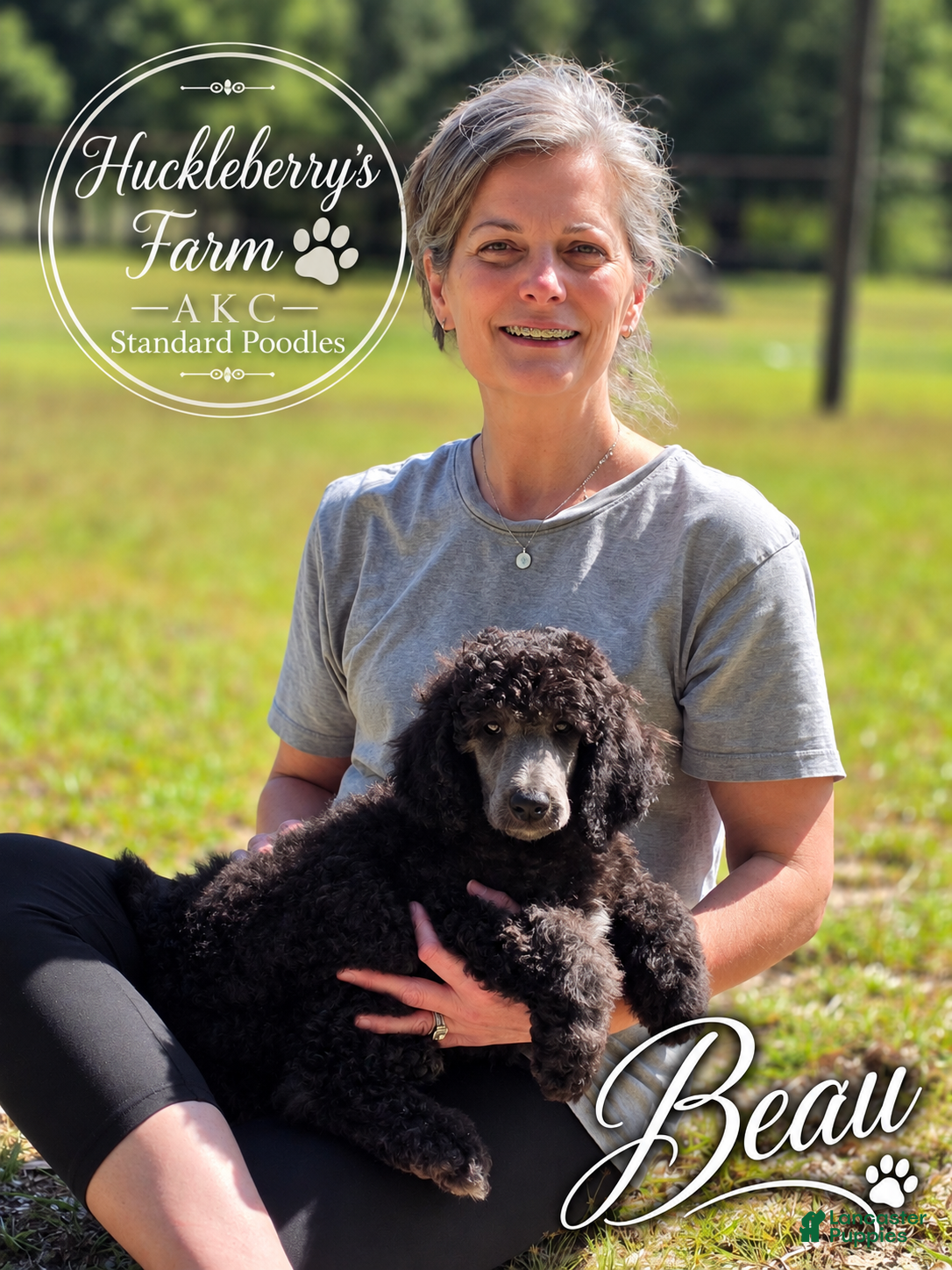 Standard Poodle dogs Beau - Ad 1