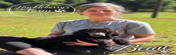 Standard Poodle dogs for sale: Beau - Ad 1