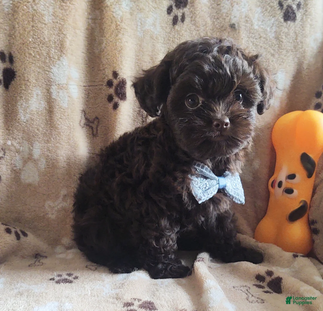 Maltipoo dogs for sale: Chocolate Pickle - Ad 6