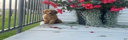 Mini Goldendoodle dogs for sale: Milie Mini Goldendoodle  - Ad 8