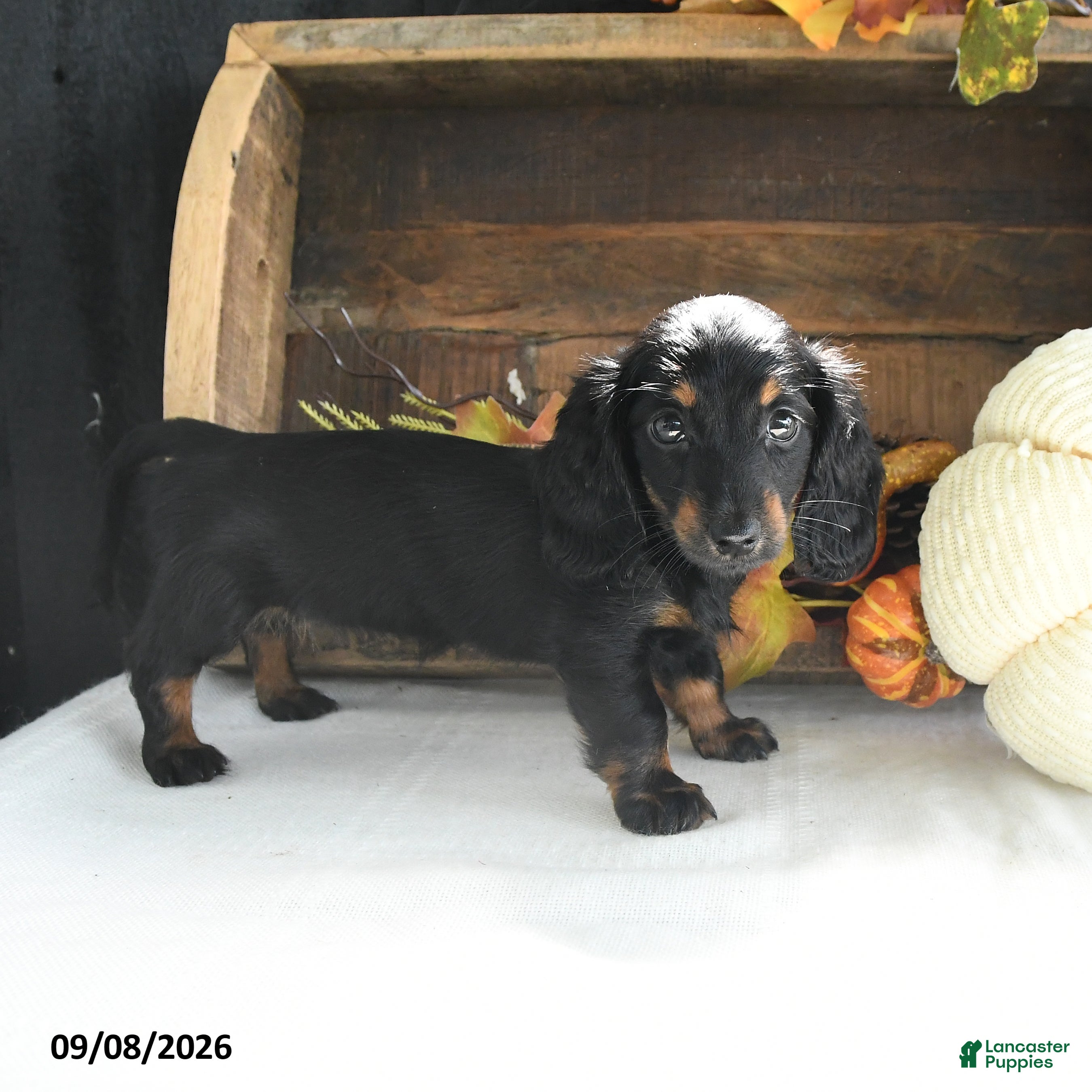 Miniature Dachshund dogs Delia - Ad 1