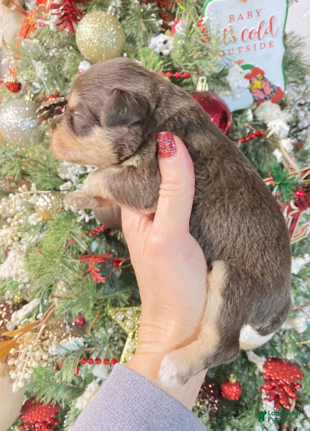 Miniature Schnauzer dogs for sale: Miniature Schnauzer Puppy 3 - Ad 2