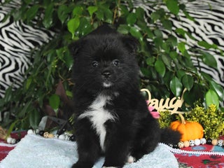 Pomeranian dogs - Ad 16