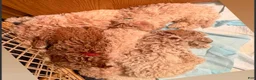 Bichpoo dogs for sale: Bichpoo 2 - Ad 3