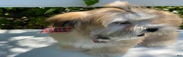 Morkie dogs for sale: Nacho - Ad 8