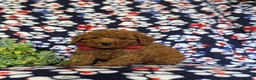 Miniature Poodle dogs for sale: Sterling - Ad 3
