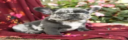 French Bulldog dogs for sale: Riff Raff - Ad 3