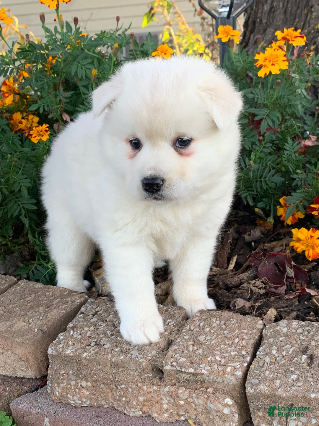 Alaskan Klee Kai dogs for sale: Winter~ Gorgeous Loving Boy~!!! - Ad 9