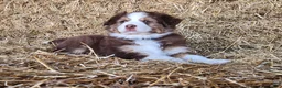 Mixed Breed dogs for sale: Balto - Ad 4