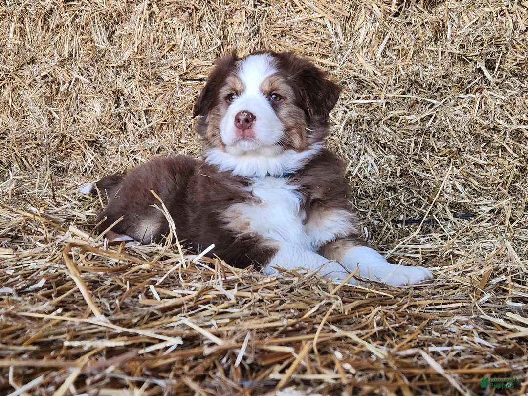 Mixed Breed dogs for sale: Balto - Ad 4