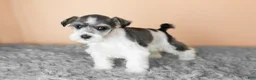 Miniature Schnauzer dogs for sale: Sophia  - Ad 4