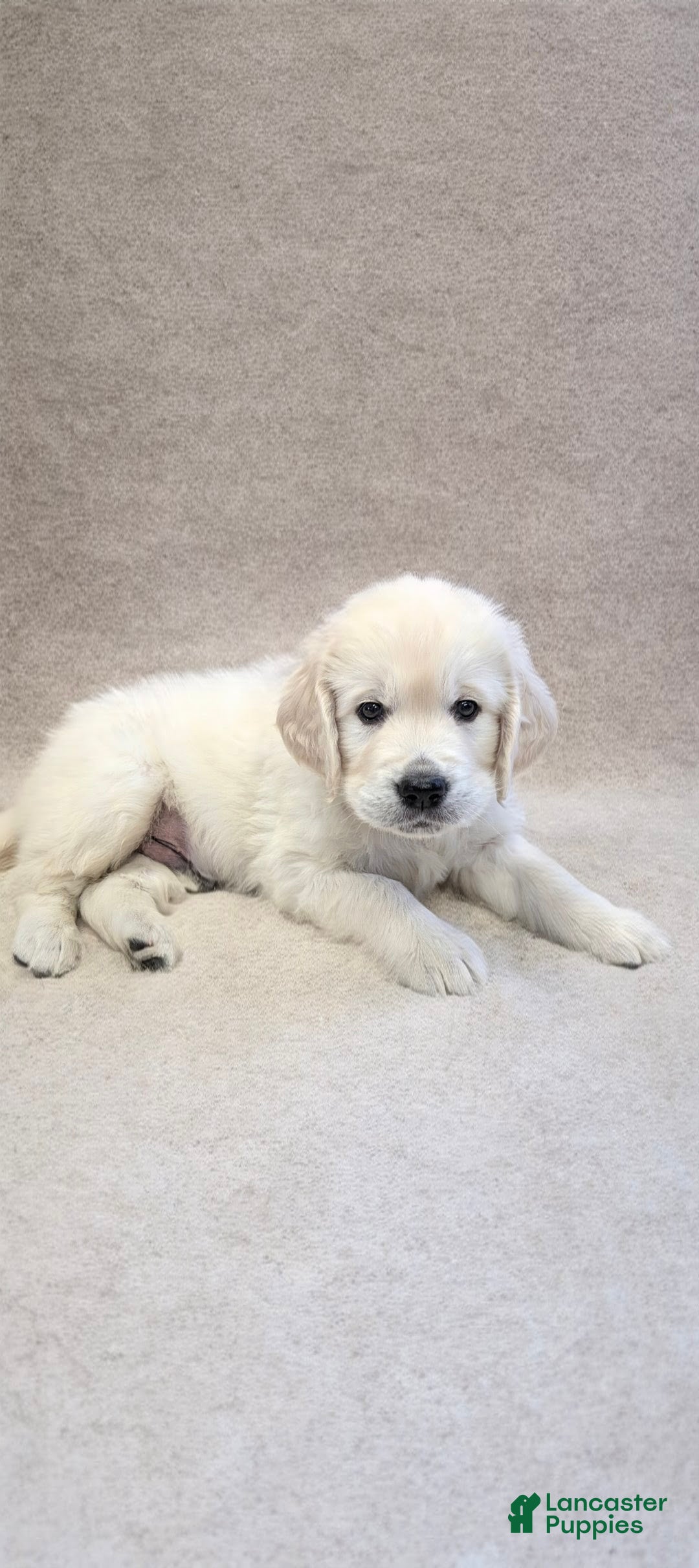 Golden Retriever dogs for sale: Echo - Ad 3