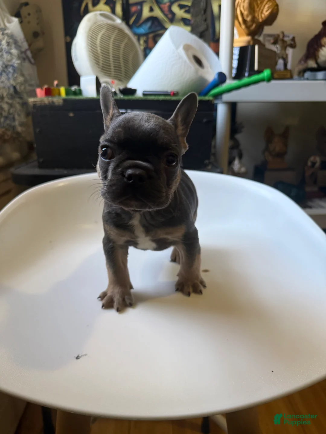 French Bulldog dogs for sale: French Bulldog Puppy 1 - Ad 2