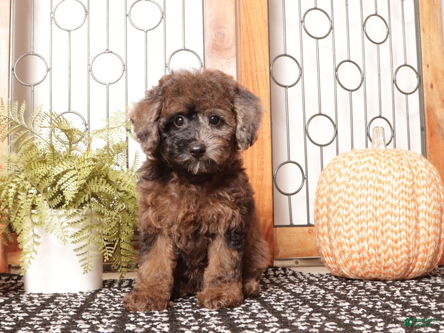 Miniature Poodle dogs Maples Adorable Toy Poodle  - Ad 2