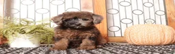 Miniature Poodle dogs for sale: Maples Adorable Toy Poodle  - Ad 2