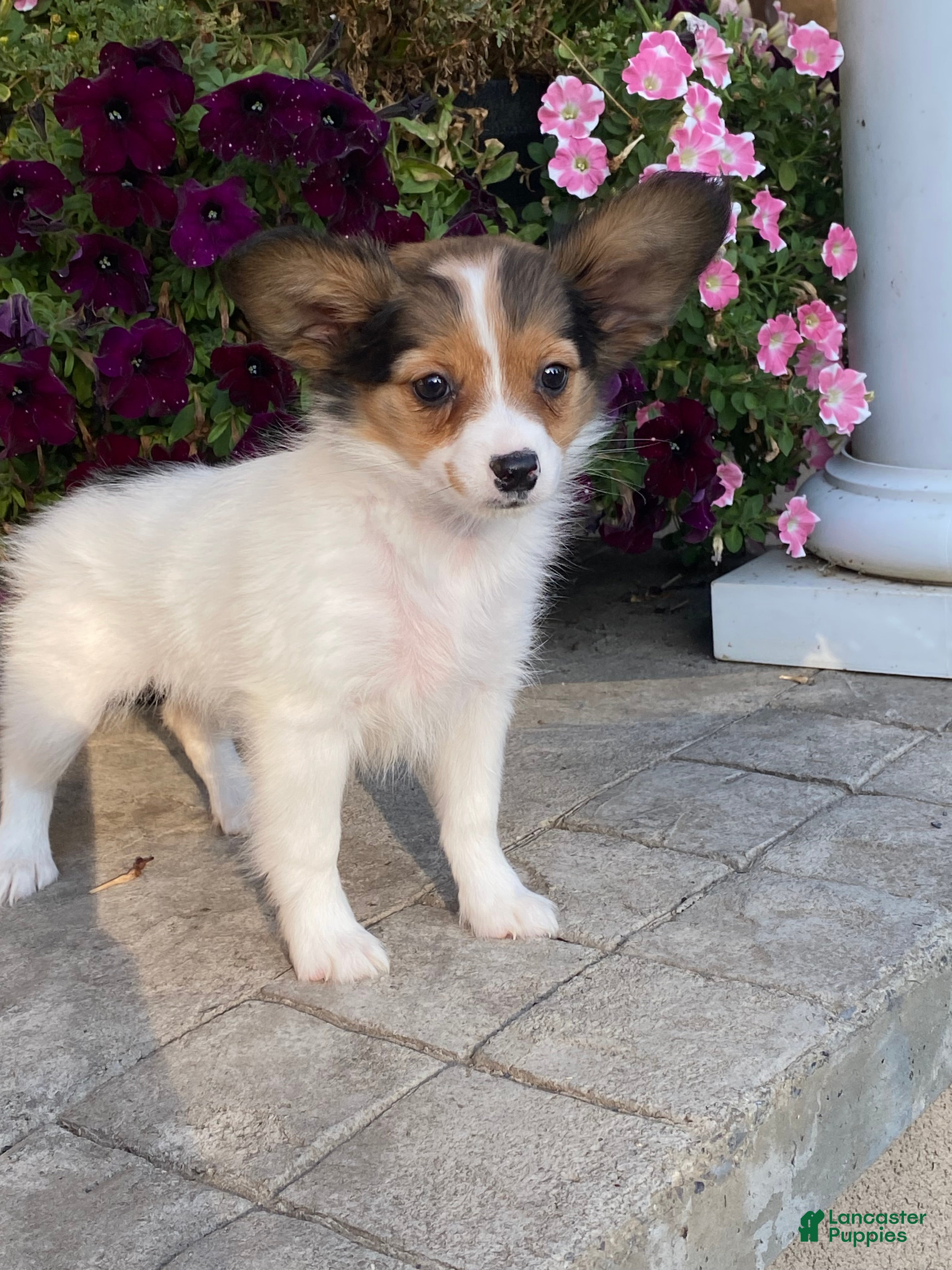 Papillon dogs Rosie - Ad 17