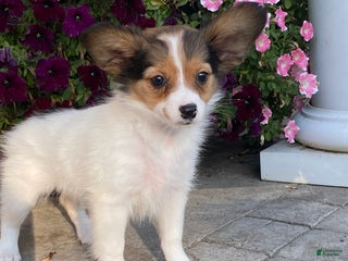 Papillon dogs Rosie - Ad 21