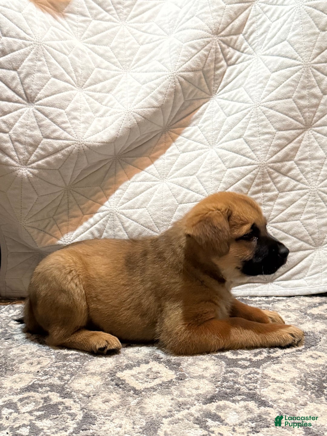 Mixed Breed dogs for sale: Mixed Breed Puppy 6 - Ad 18