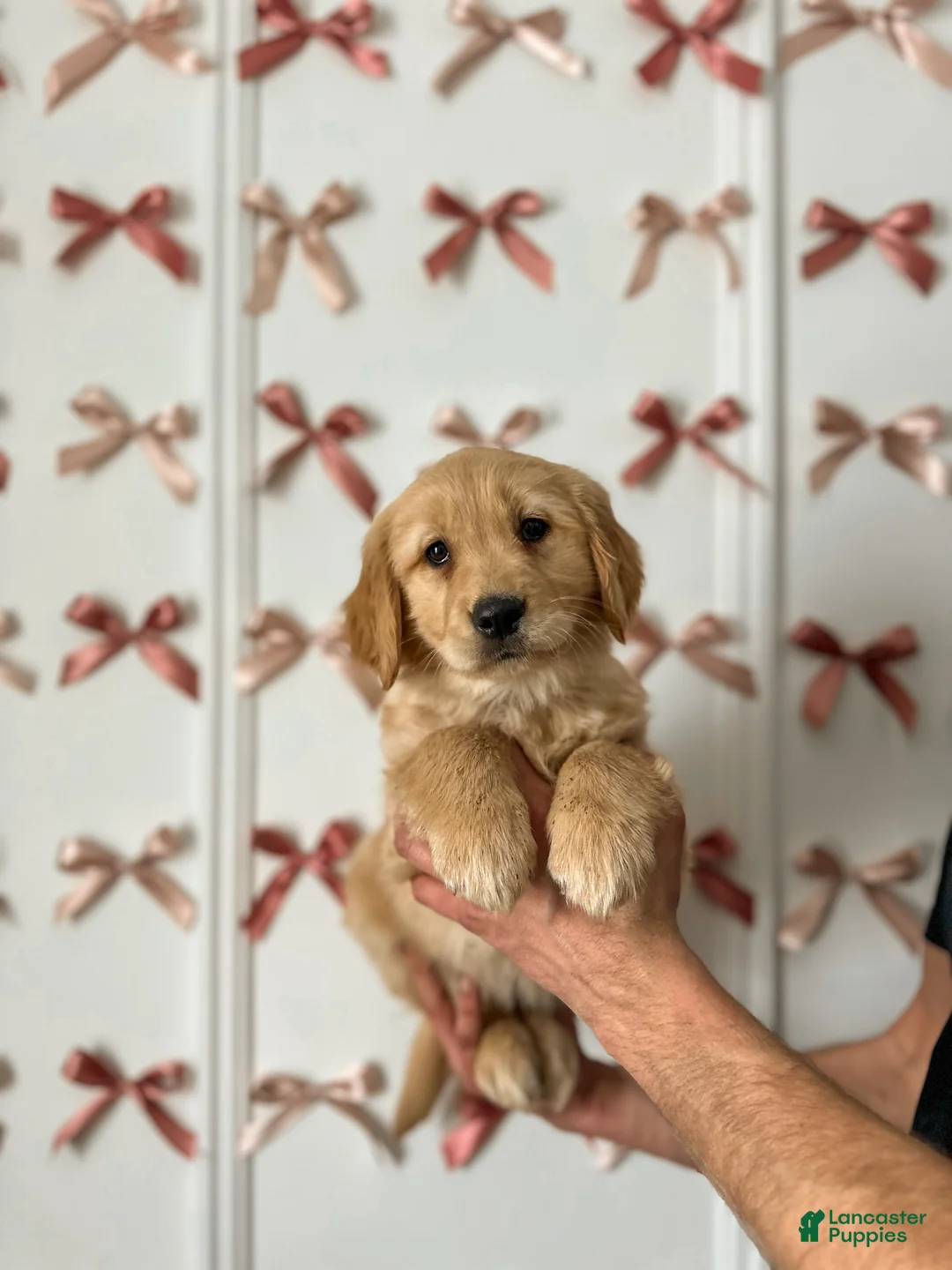 Golden Retriever dogs for sale: Poppy - Ad 6