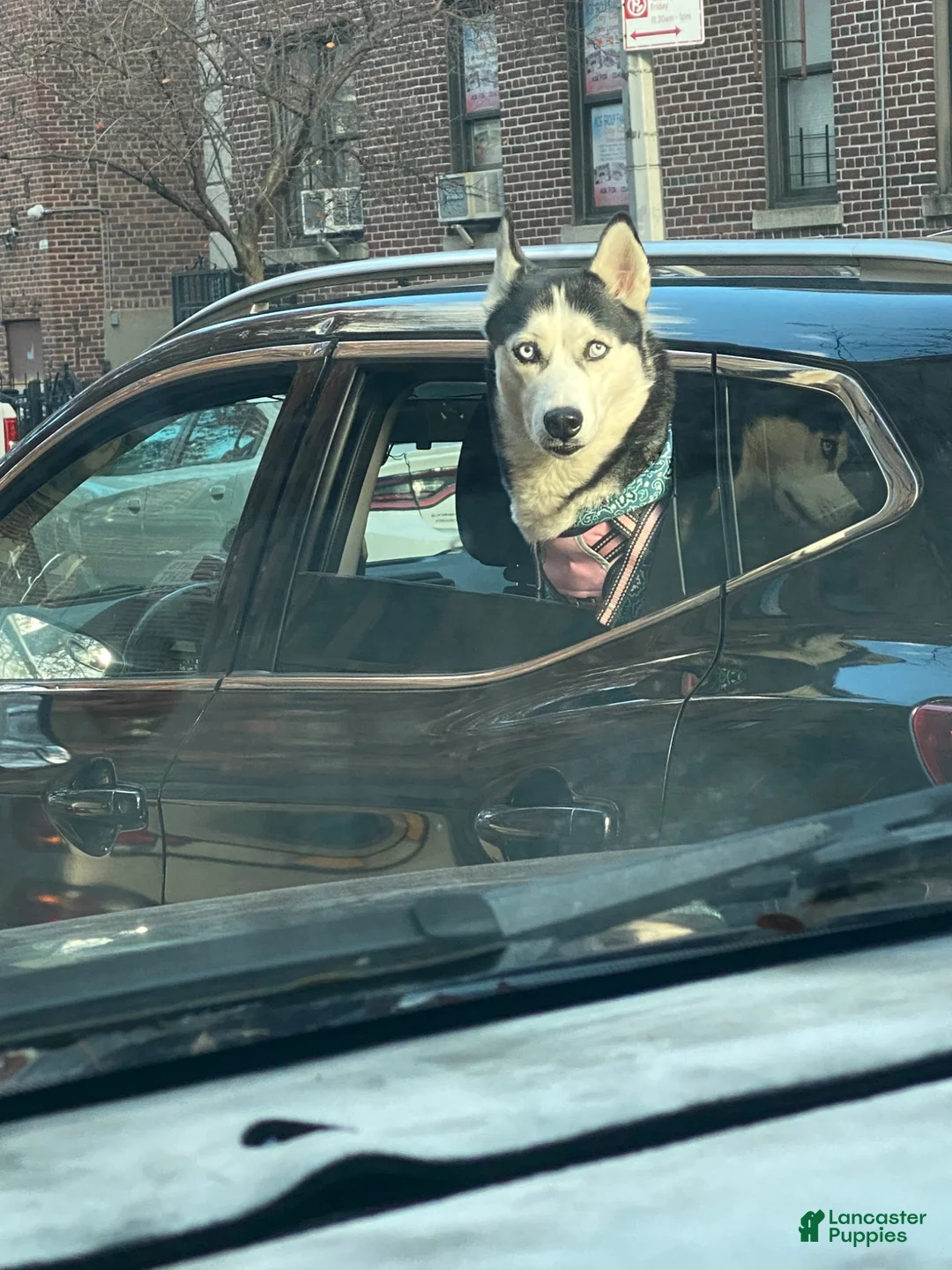 Siberian Husky dogs for sale: Siberian Husky Puppy 3 - Ad 11