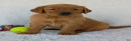 Golden Retriever dogs for sale: Miss Rosie  - Ad 8