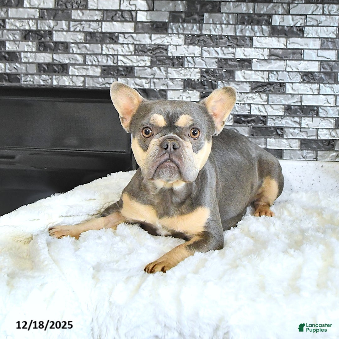 French Bulldog dogs for sale: Lance  - Ad 6