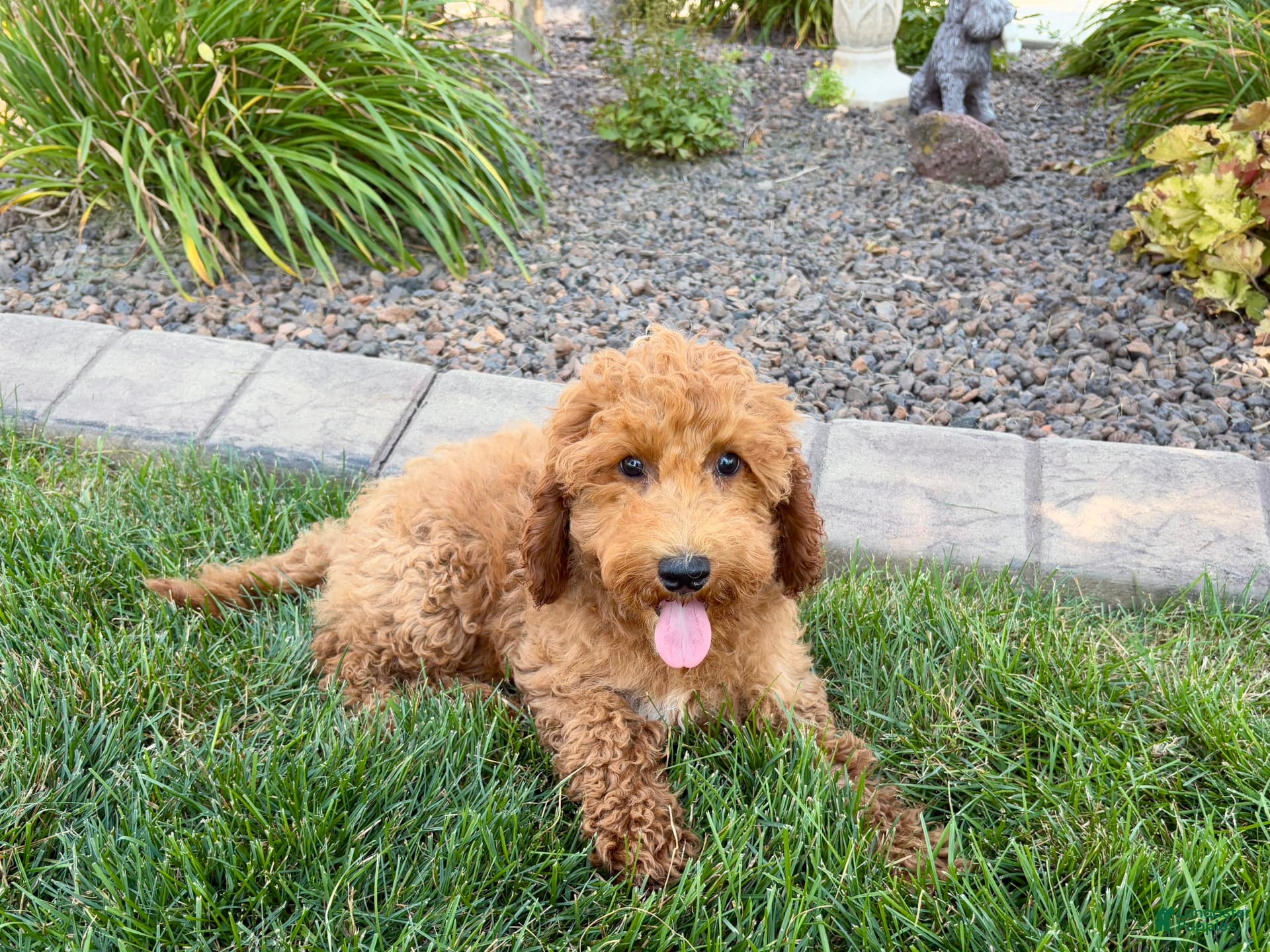 Cockapoo dogs Sam - Ad 39