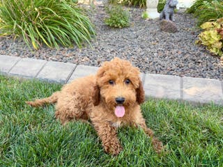 Cockapoo dogs Sam - Ad 30