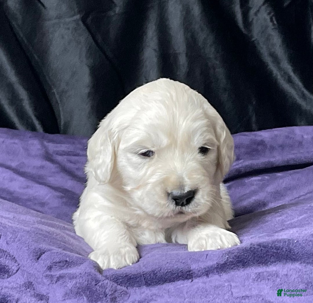 Golden Retriever dogs for sale: Clemson - Ad 5