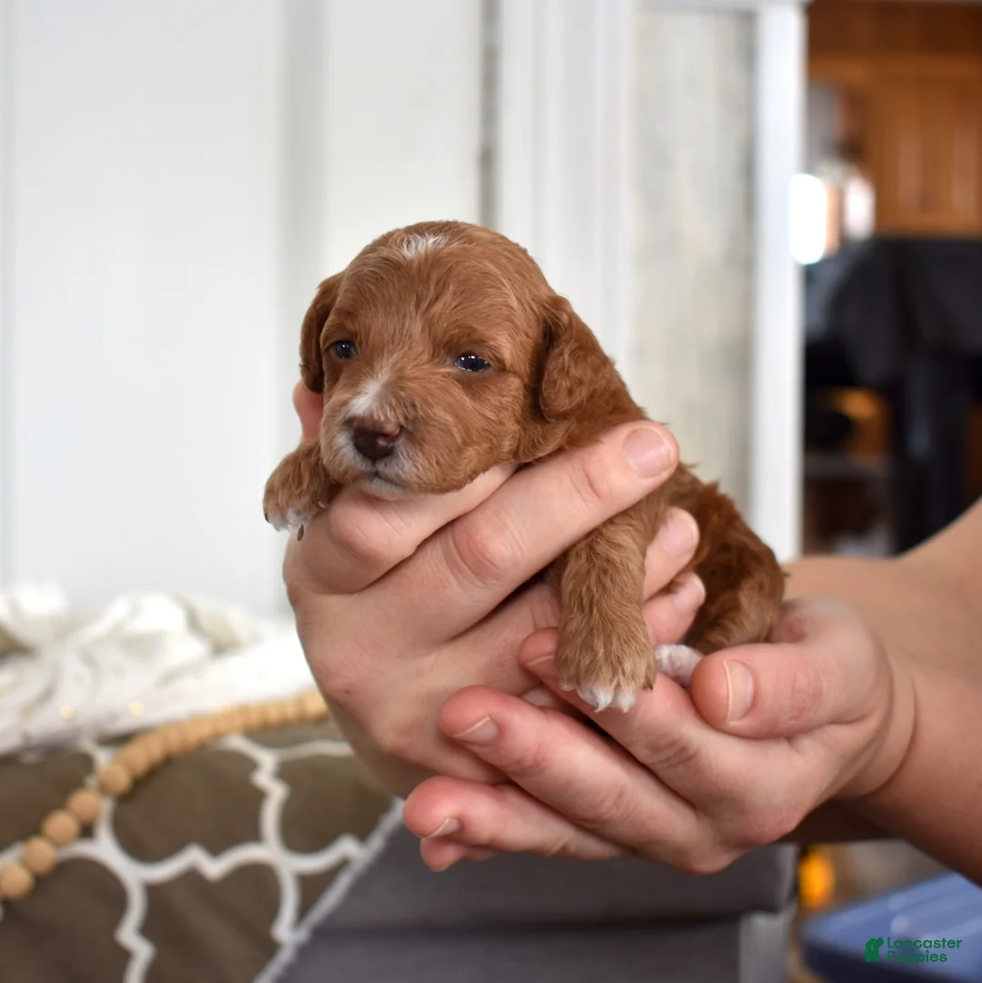 Toy Poodle dogs for sale: Petunia  - Ad 5