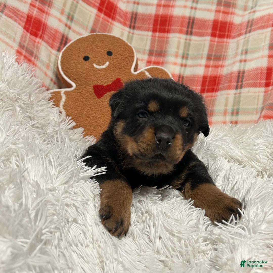 Rottweiler dogs for sale: Chase - Ad 6