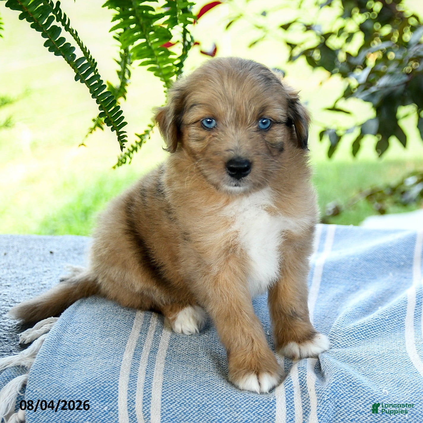 Aussiedoodle dogs Minnie - Ad 1