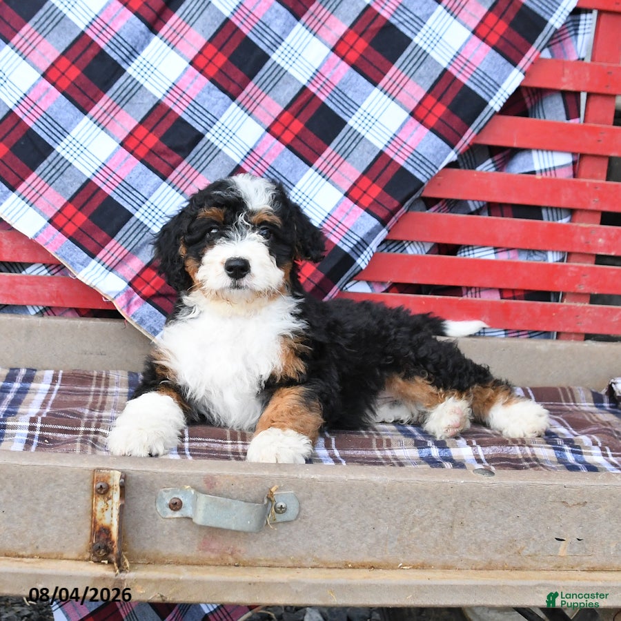 Mini Bernedoodle dogs Stella - Ad 2