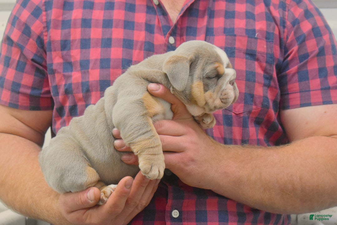 English Bulldog dogs for sale: Dixon - Ad 2