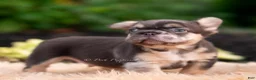 French Bulldog dogs for sale: Baby yoda - Ad 11
