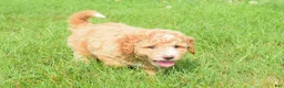 Maltipoo dogs for sale: Stetson - Ad 5