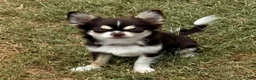 Chihuahua dogs for sale: Husky  - Ad 7