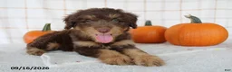 Mini Aussiedoodle dogs for sale: Benson - Ad 6