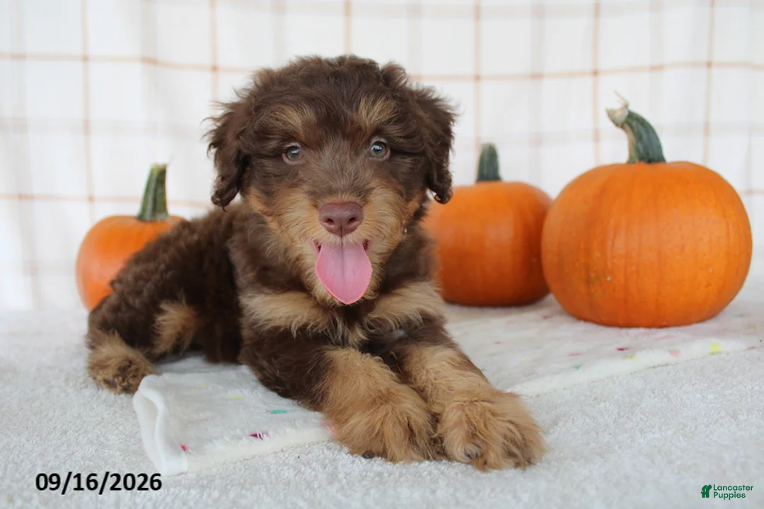 Mini Aussiedoodle dogs for sale: Benson - Ad 6