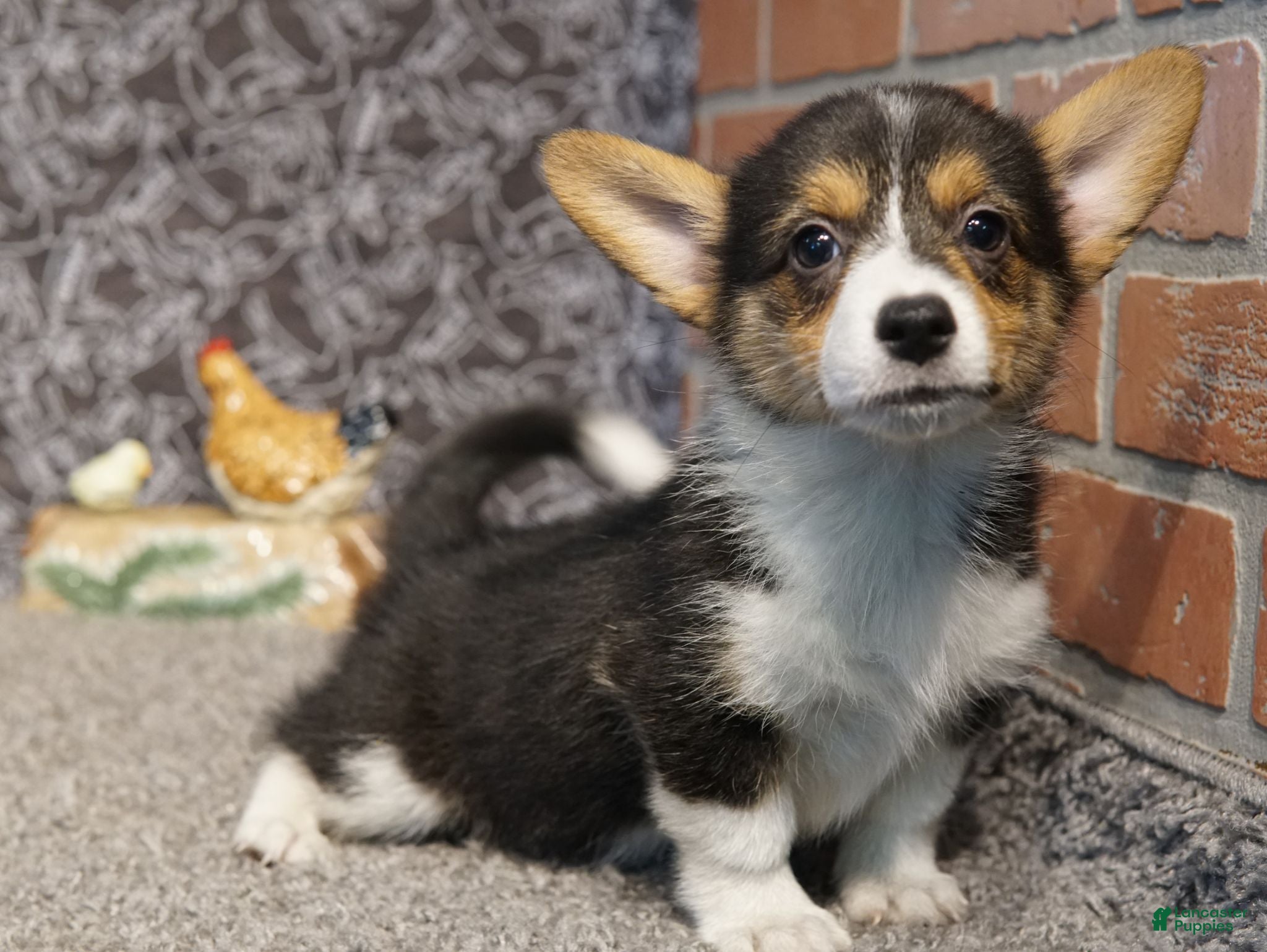 Welsh Corgi Pembroke dogs Luna - Ad 1