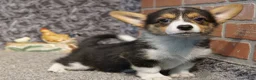 Welsh Corgi Pembroke dogs for sale: Luna - Ad 1
