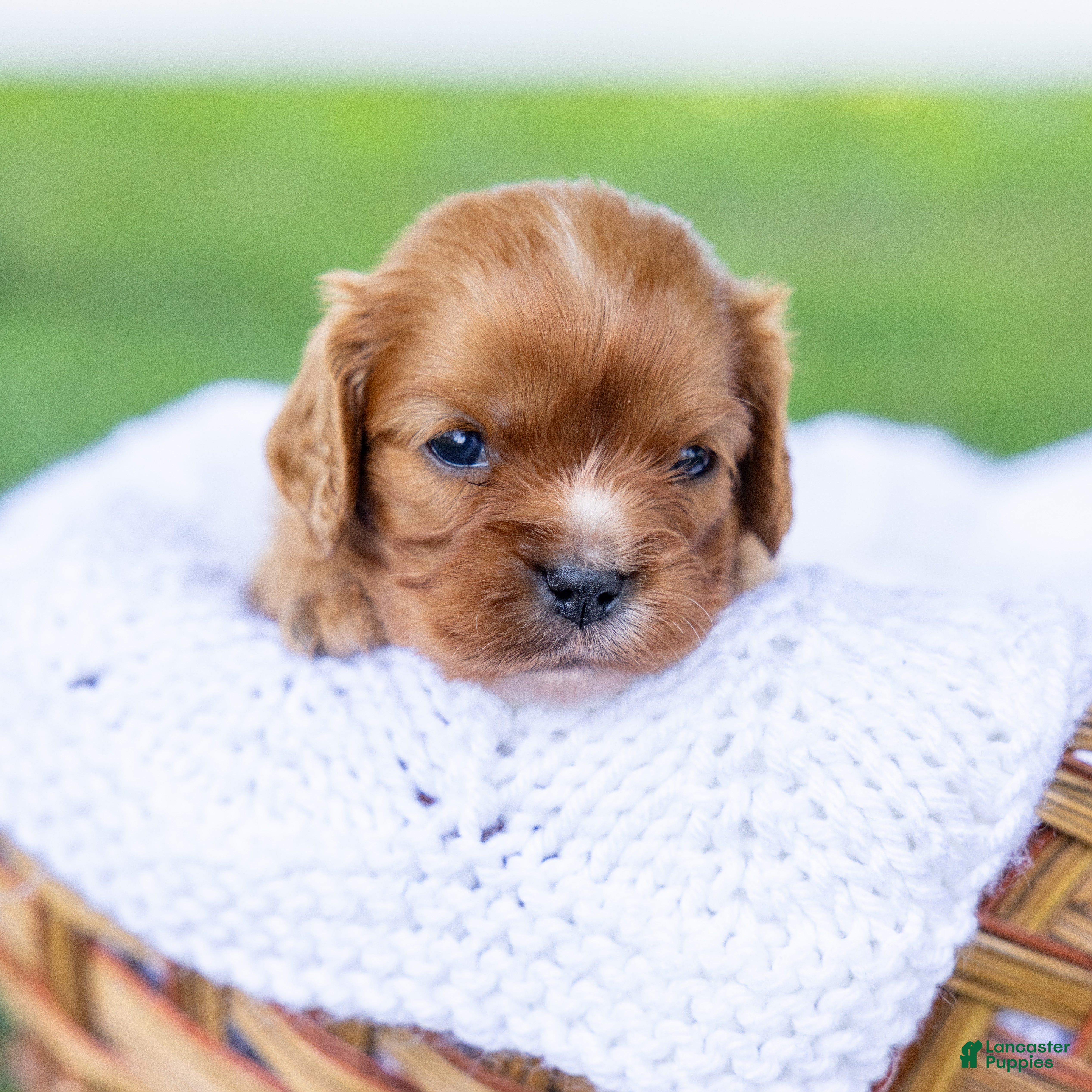 Cavalier King Charles Spaniel dogs Blondie  - Ad 2