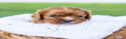 Cavalier King Charles Spaniel dogs for sale: Blondie  - Ad 2