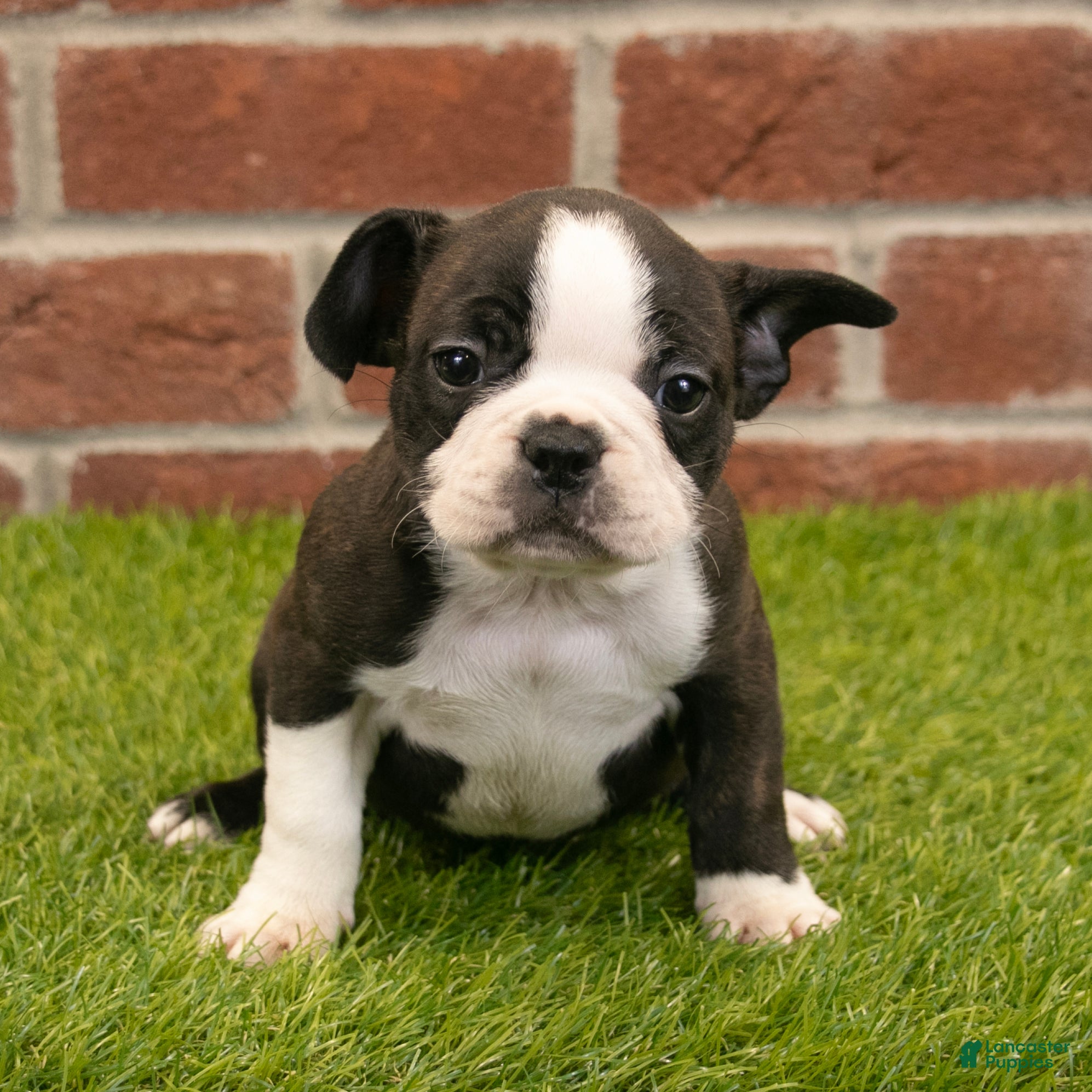 Frenchton dogs Amber - Ad 2