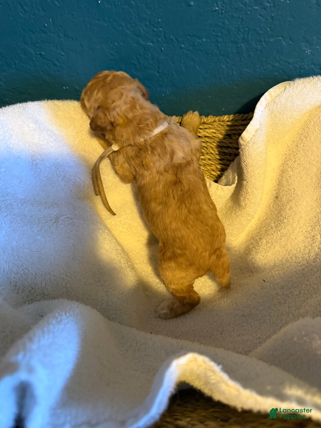 Miniature Poodle dogs for sale: AKC Miniature Poodle Puppy White - Ad 8