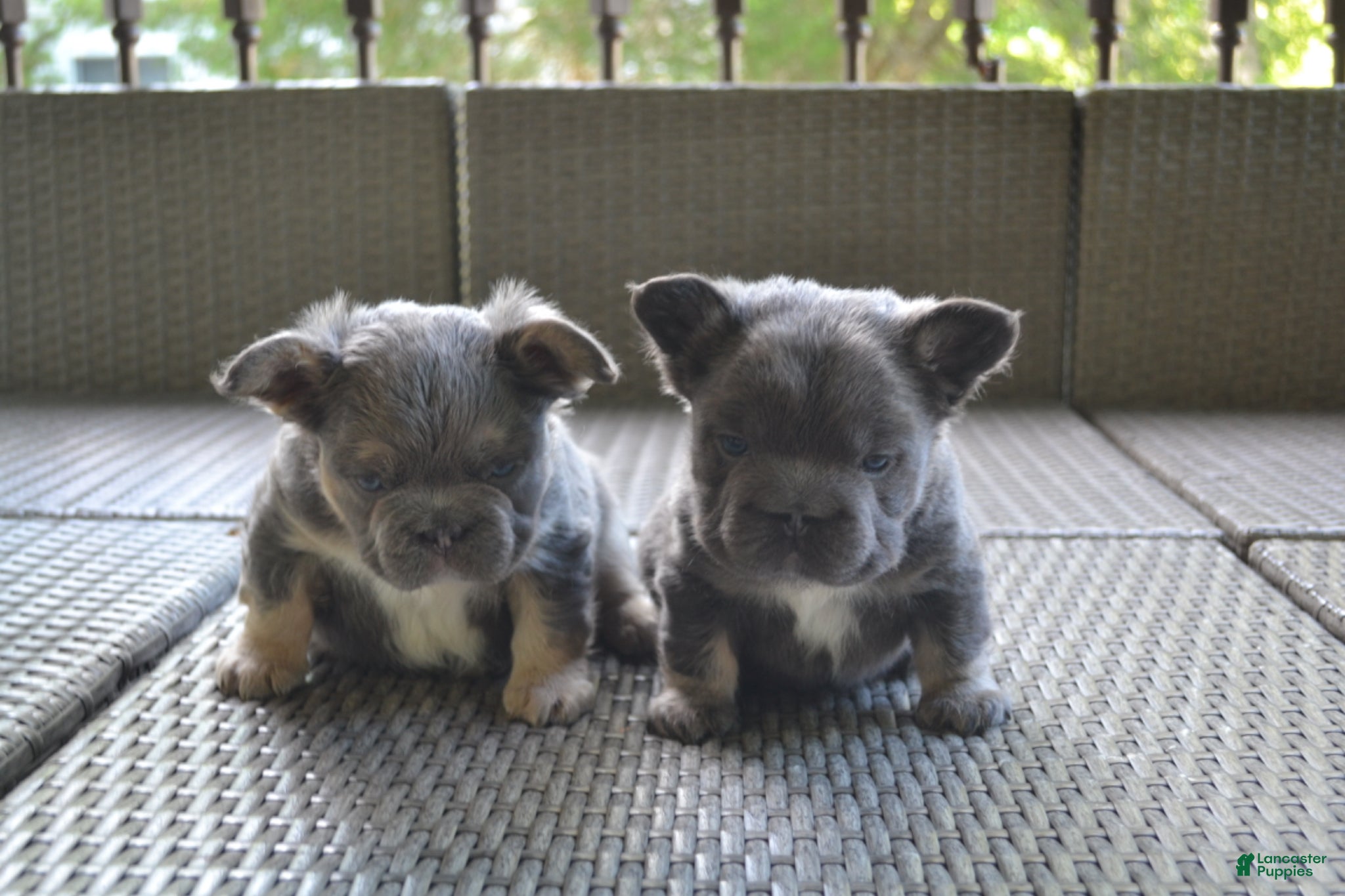 French Bulldog dogs Lilac - Ad 2