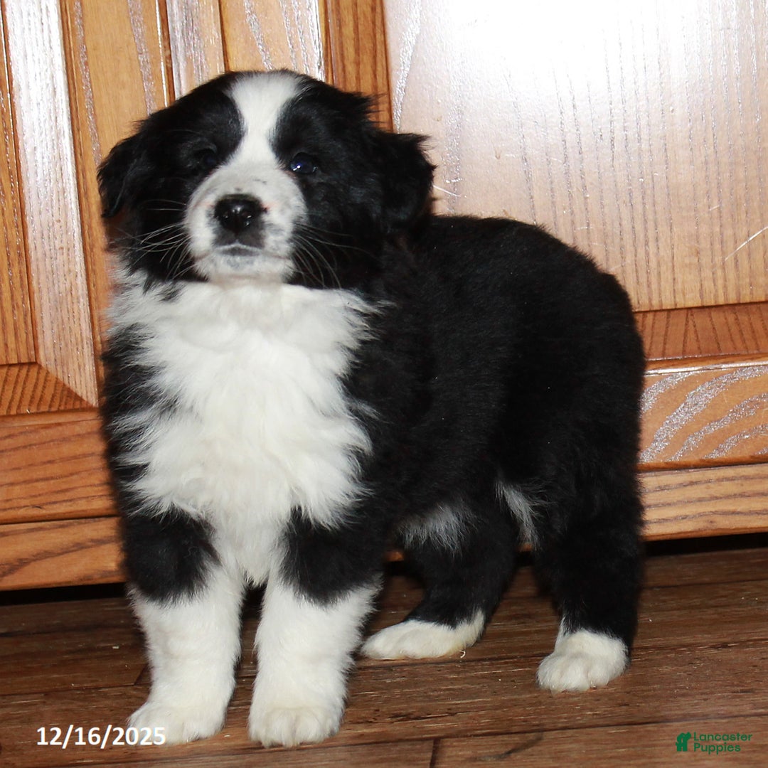 Australian Shepherd dogs for sale: Jamie - Ad 2