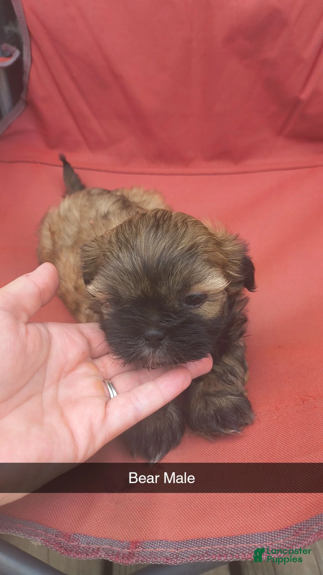 Shorkie dogs for sale: Bear - Ad 1